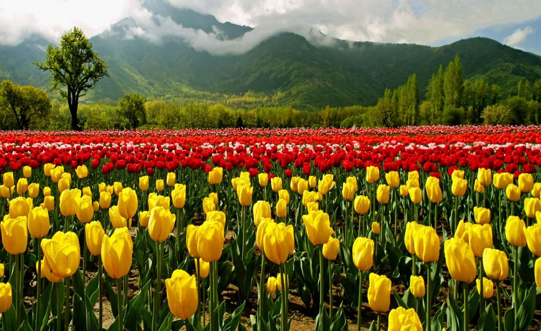 Tulip Garden